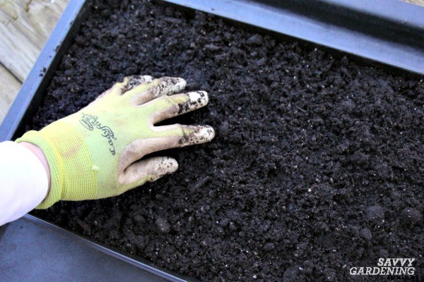 Growing tomatoes from seed: A step-by-step guide