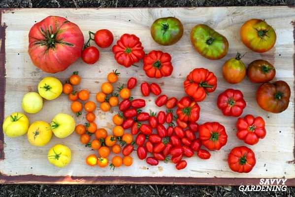 Growing tomatoes from seed: A step-by-step guide