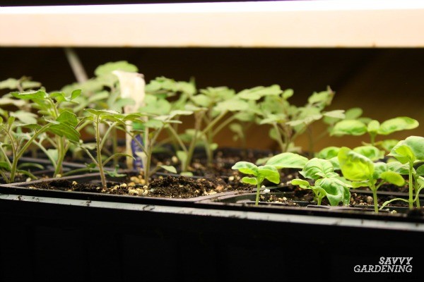 Growing tomatoes from seed: A step-by-step guide