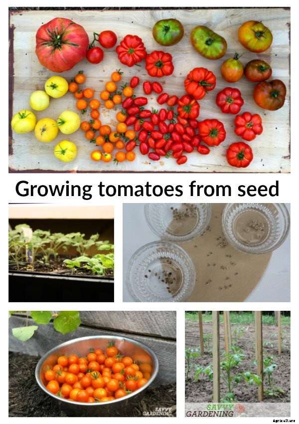 Growing tomatoes from seed: A step-by-step guide