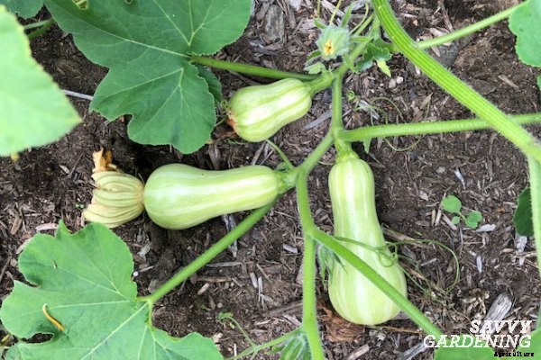 Harvesting winter squash