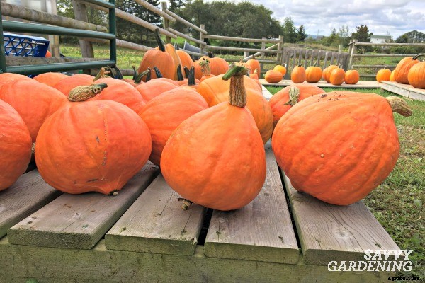 Harvesting winter squash