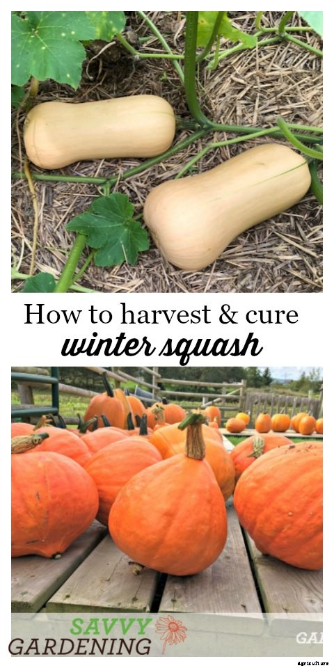 Harvesting winter squash
