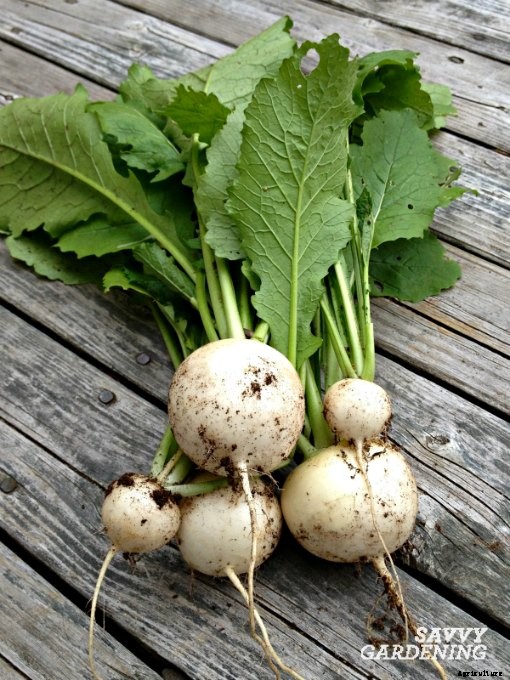 Plant a fall vegetable garden with these hardy crops