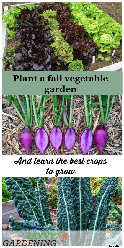 Plant a fall vegetable garden with these hardy crops