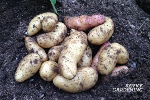When to harvest potatoes in garden beds and containers