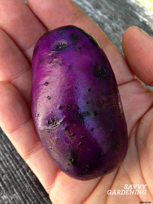 When to harvest potatoes in garden beds and containers