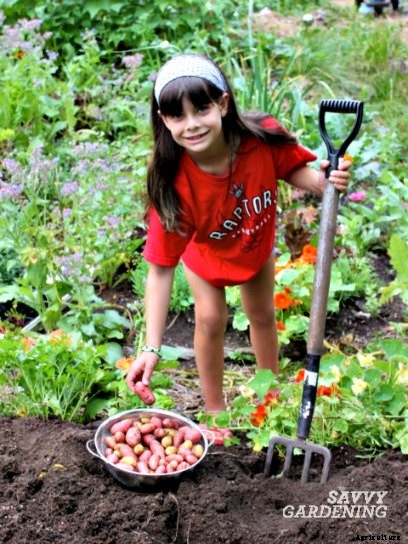 When to harvest potatoes in garden beds and containers
