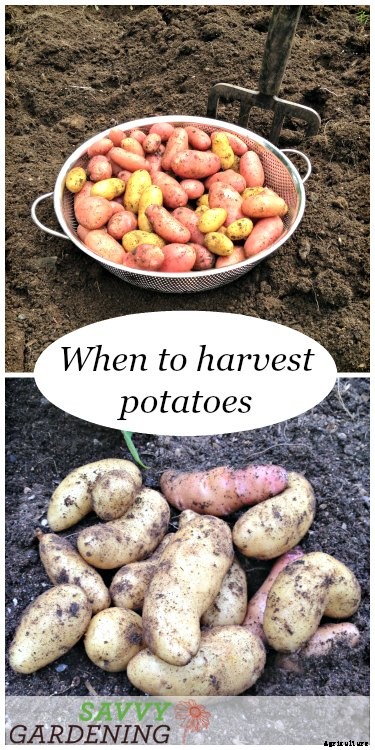 When to harvest potatoes in garden beds and containers