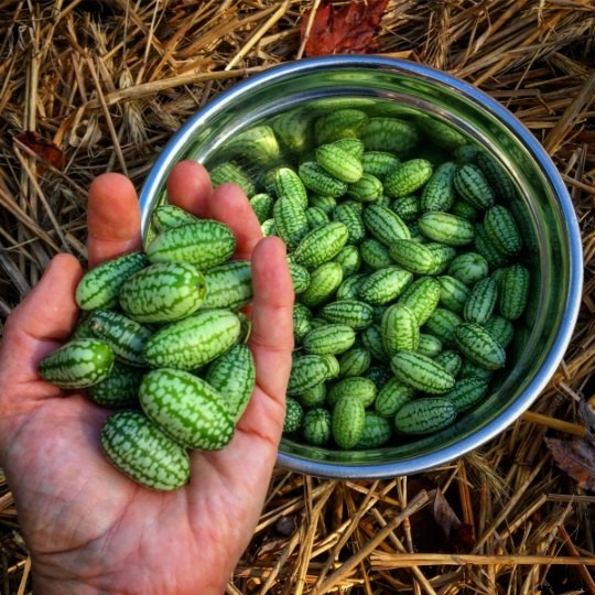 Growing cucamelons in a garden