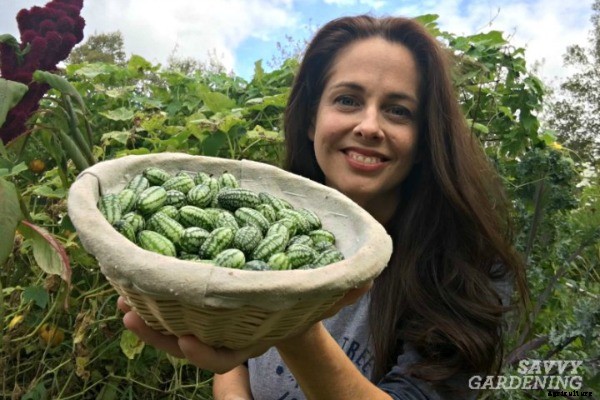 Growing cucamelons in a garden