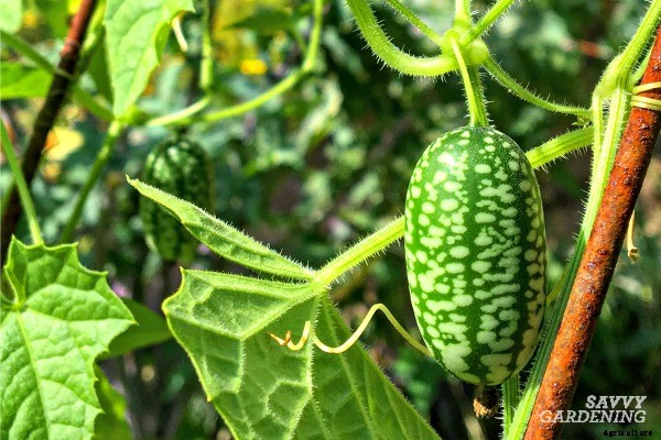 Growing cucamelons in a garden