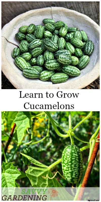 Growing cucamelons in a garden