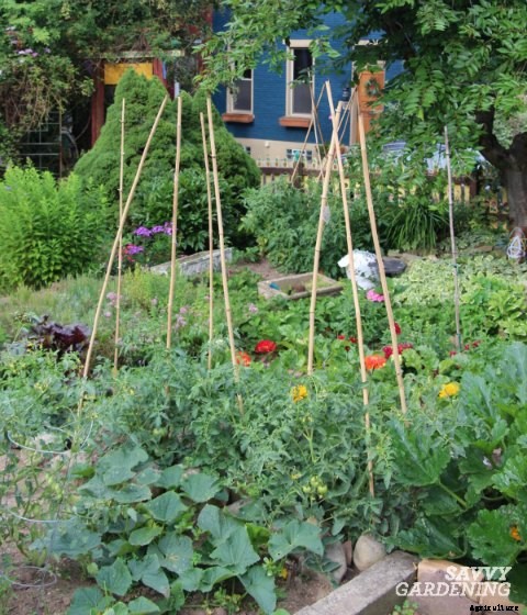 Edible Garden Design Ideas