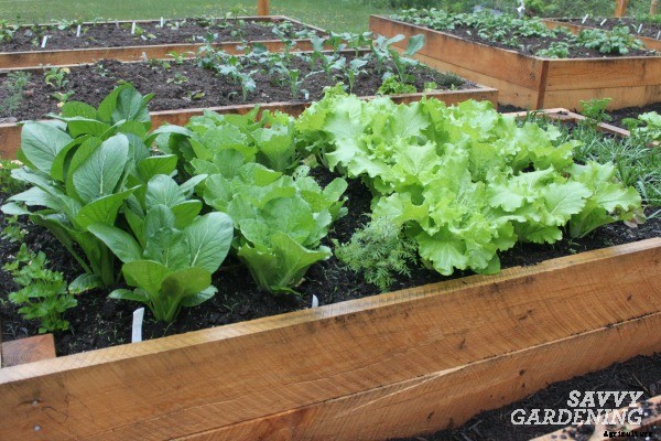 Edible Garden Design Ideas