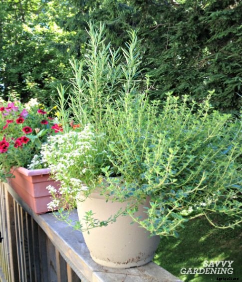 Edible Garden Design Ideas