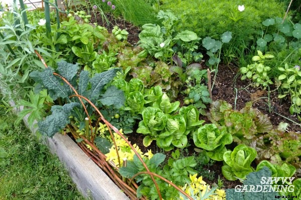 Edible Garden Design Ideas