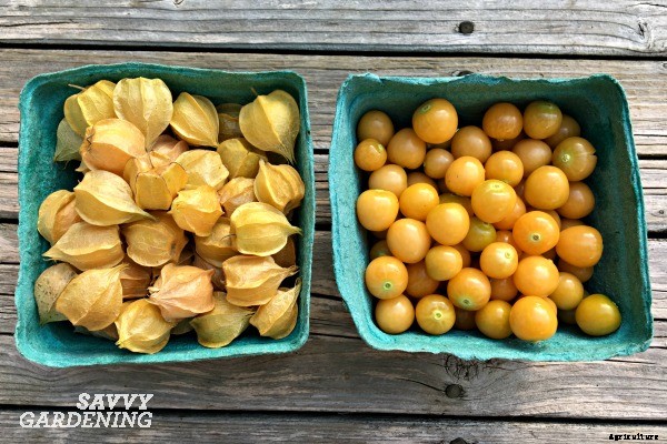 How to grow ground cherries in a garden