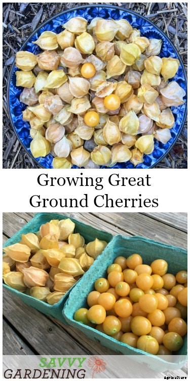 How to grow ground cherries in a garden