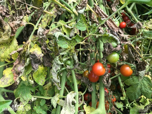 How to identify and control tomato plant disease