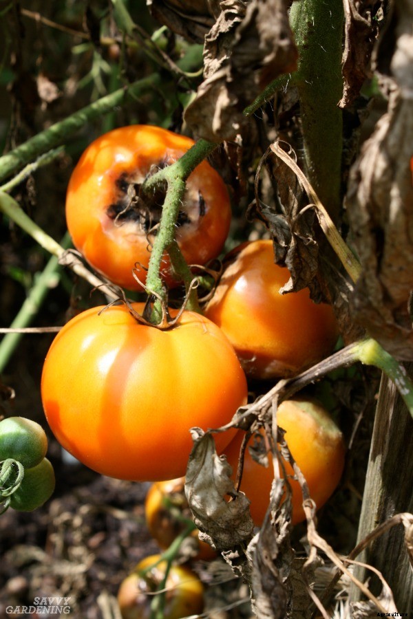 How to identify and control tomato plant disease