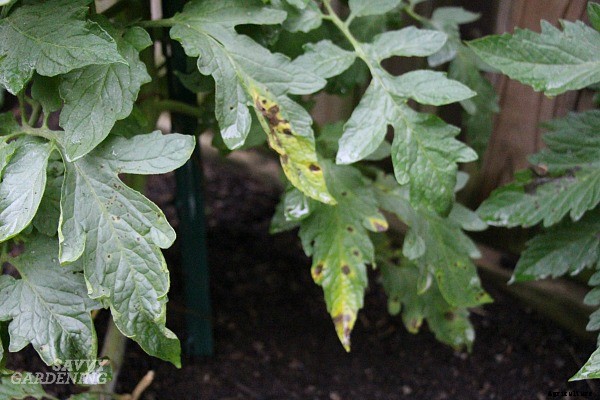 How to identify and control tomato plant disease