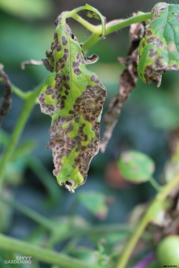 How to identify and control tomato plant disease
