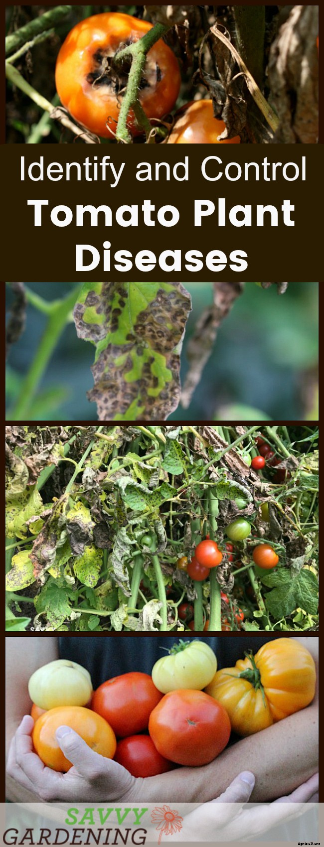 How to identify and control tomato plant disease