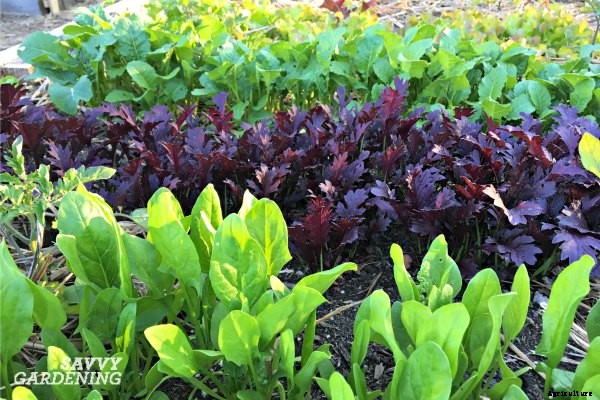 Growing a Salad Garden