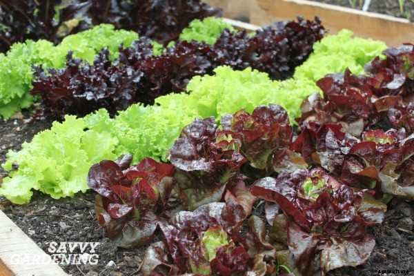 Growing a Salad Garden