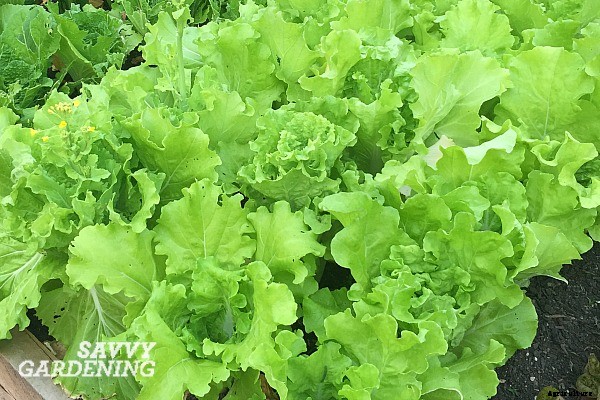 Growing a Salad Garden
