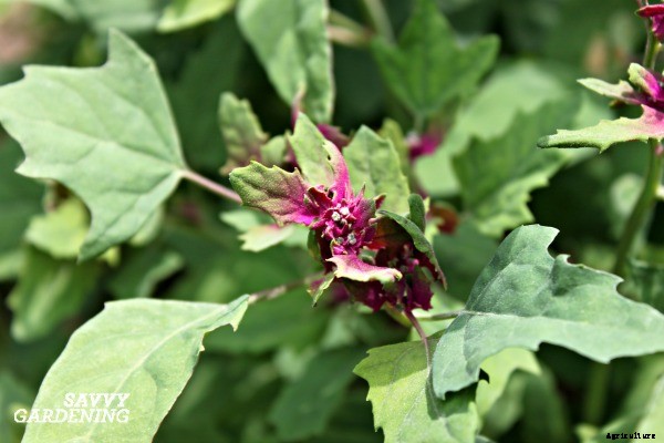 Growing a Salad Garden