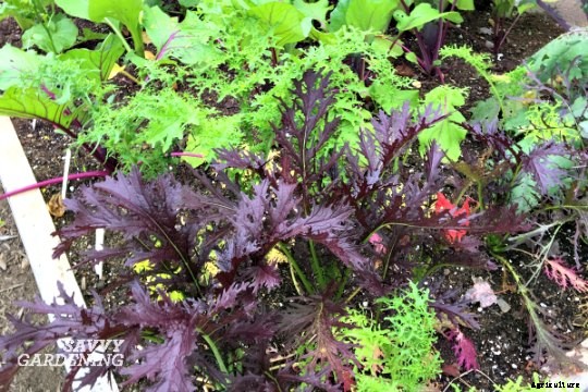 Growing a Salad Garden