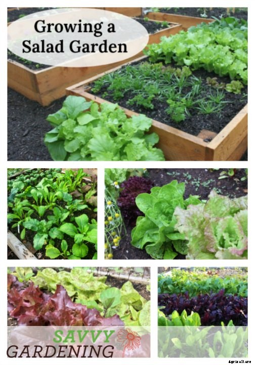 Growing a Salad Garden