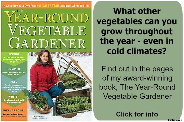 Growing a Salad Garden