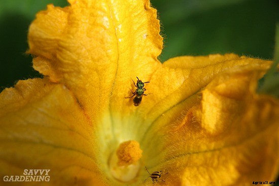 Zucchini growing problems: 10 common issues and how to overcome them