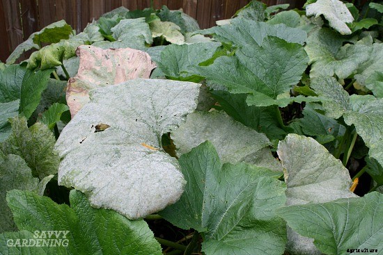 Zucchini growing problems: 10 common issues and how to overcome them