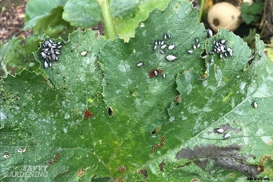 Zucchini growing problems: 10 common issues and how to overcome them