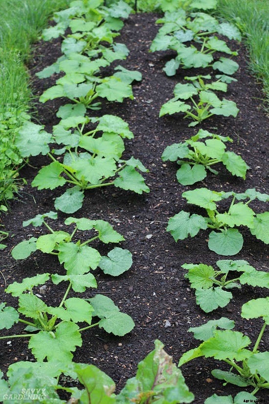 Zucchini growing problems: 10 common issues and how to overcome them