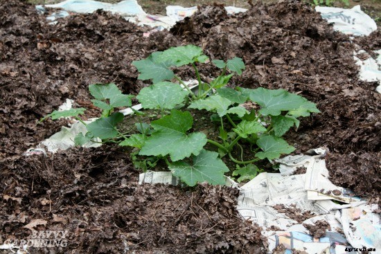 Zucchini growing problems: 10 common issues and how to overcome them