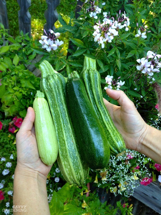 Zucchini growing problems: 10 common issues and how to overcome them