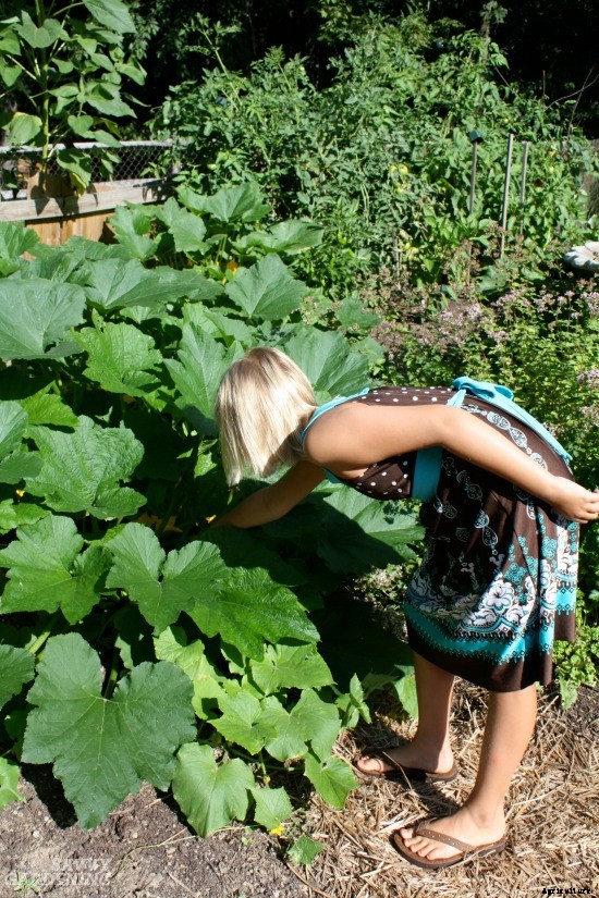 Zucchini growing problems: 10 common issues and how to overcome them