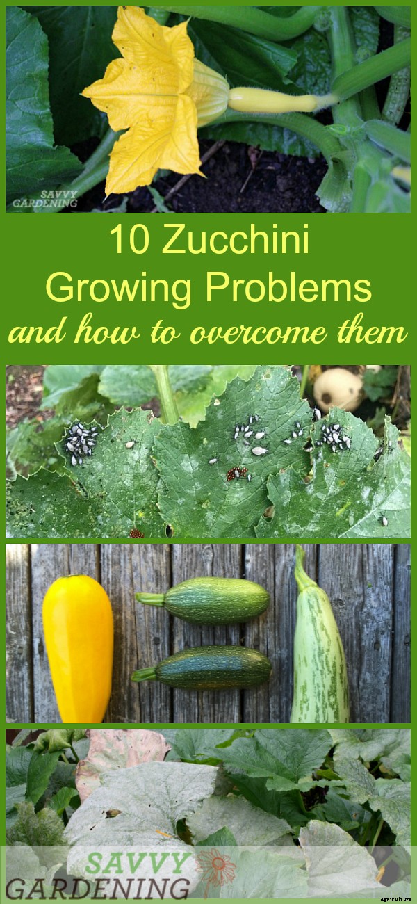Zucchini growing problems: 10 common issues and how to overcome them