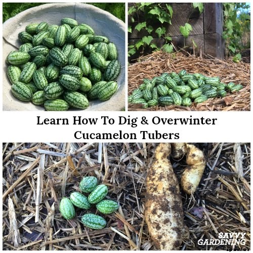 How to Overwinter Cucamelon Tubers