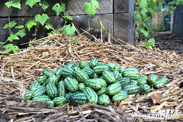 How to Overwinter Cucamelon Tubers