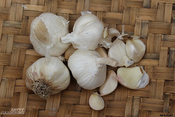 Hardneck vs softneck garlic: Choosing and planting the best garlic