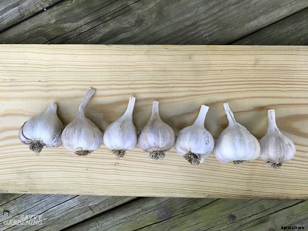 Hardneck vs softneck garlic: Choosing and planting the best garlic