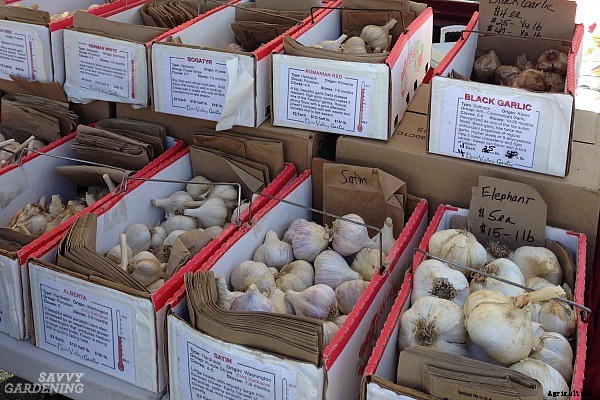 Hardneck vs softneck garlic: Choosing and planting the best garlic