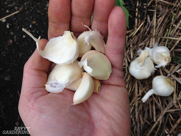Hardneck vs softneck garlic: Choosing and planting the best garlic