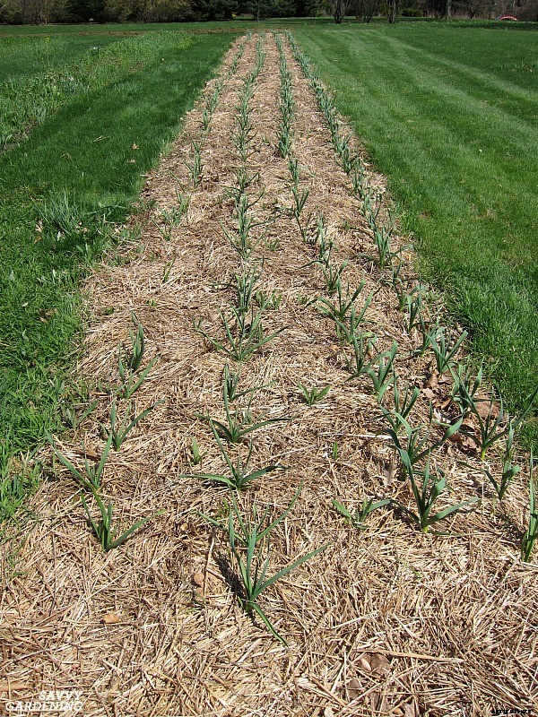 Hardneck vs softneck garlic: Choosing and planting the best garlic